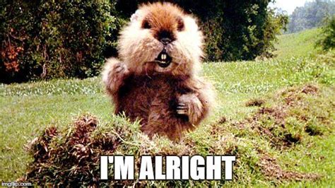 Caddyshack Gopher Meme Generator - Imgflip | Caddyshack gopher, Gopher ...