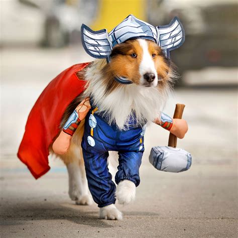 The Best Dog Superhero Costumes of 2021 | BeChewy