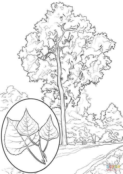 Eastern Cottonwood coloring page | Free Printable Coloring Pages