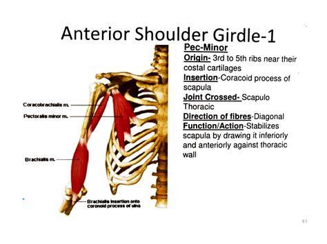 SOLUTION: Shoulder girdle muscles with diagram - Studypool