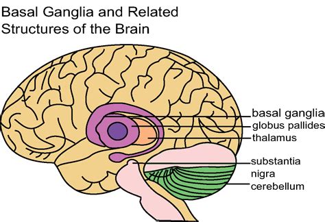 11.7D: Basal Ganglia - Medicine LibreTexts