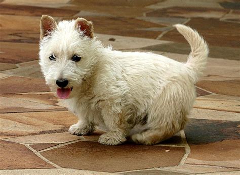 Scottish Terrier - Puppies, Rescue, Pictures, Information, Temperament ...