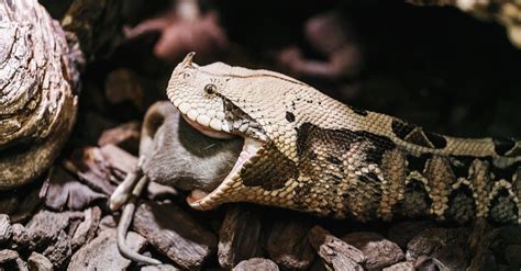 Gaboon Viper Fangs: Why They're the Biggest Snake Fangs in the World ...