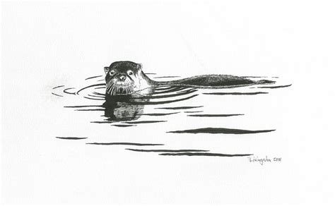 Otter In The Water Drawing by Timothy Livingston