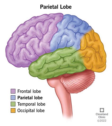 Parietal Lobe: What It Is, Function, Location & Damage