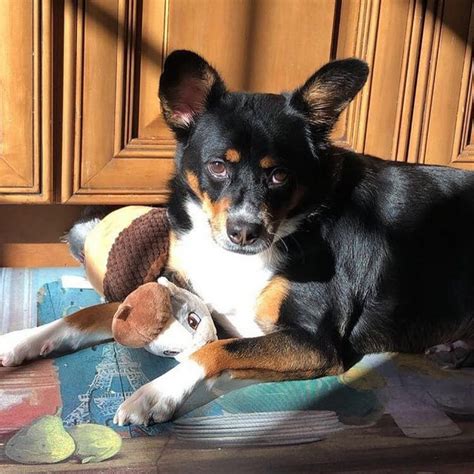 11 Australian Kelpie Mixes — Best Working Dogs