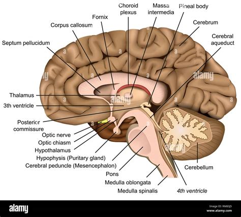 Brain Anatomy | Eazy Wallpapers