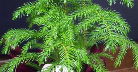 Norfolk Island Pine makes unique houseplant