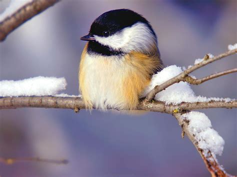 Winter Birds and Animals Wallpaper - WallpaperSafari