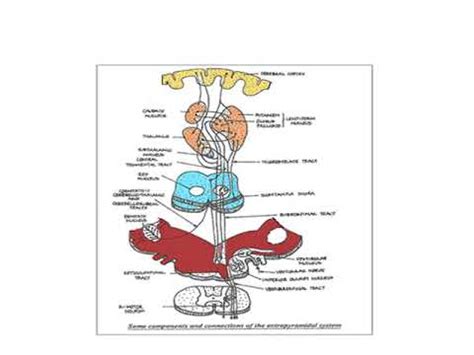 Extrapyramidal system 2 - YouTube