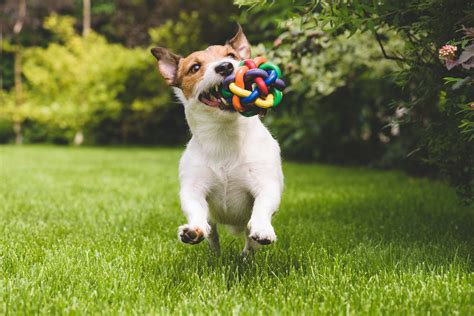 Top 10 Eco-friendly Dog Toys | NuEnergy