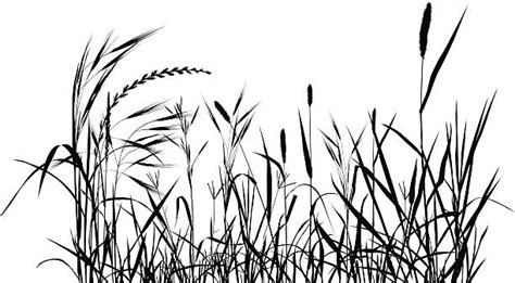 74,100+ Prairie Grass Stock Photos, Pictures & Royalty-Free Images ...