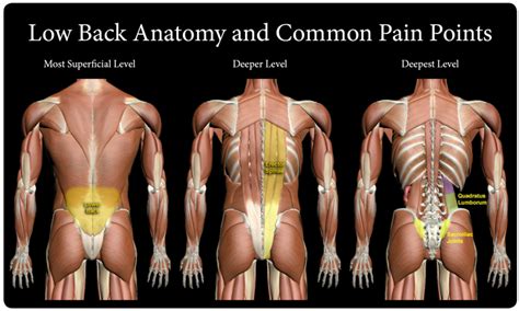 The Best Way to Stretch The Quadratus Lumborum (QL) - [2020] - Fitness ...