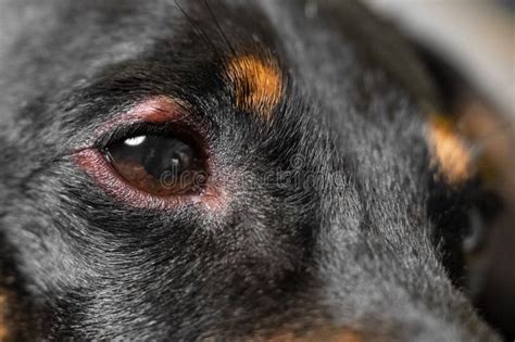 Close Up of Redness and Bump in the Eye of a Dog. Conjunctivitis Eyes ...