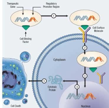 An Introduction to Cancer Gene Therapy | Gene Therapy Review