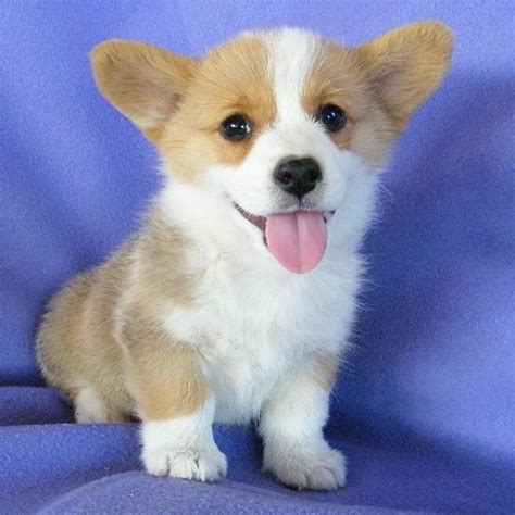 Pembroke Welsh Corgi Puppies For Sale | San Diego, CA #297064