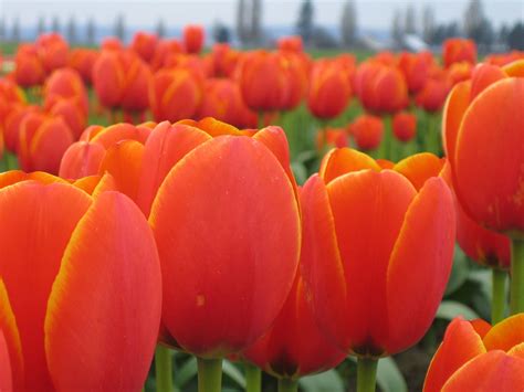 Free Orange Tulips Stock Photo - FreeImages.com