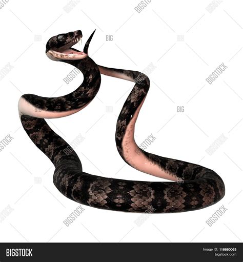 Cottonmouth Snake On Image & Photo (Free Trial) | Bigstock