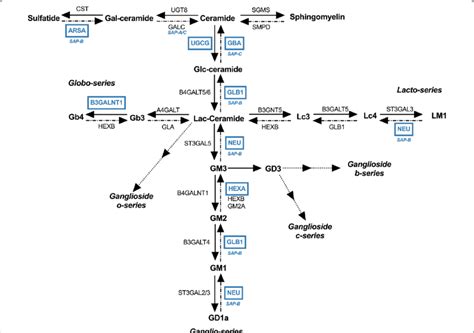 Schematic representation indicating sphingolipid metabolism genes ...