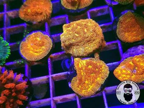 Jack-o-Lantern Leptoseris Coral – Addictive Reef Keeping