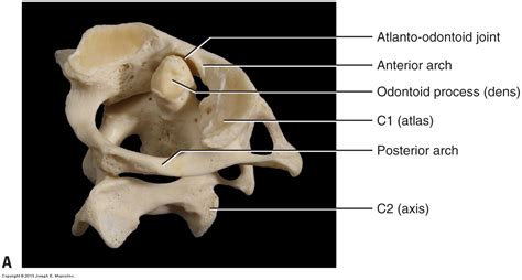 Cervical Spinal Joints