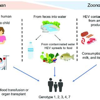 Transmission routes of the hepatitis E virus to humans. | Download ...