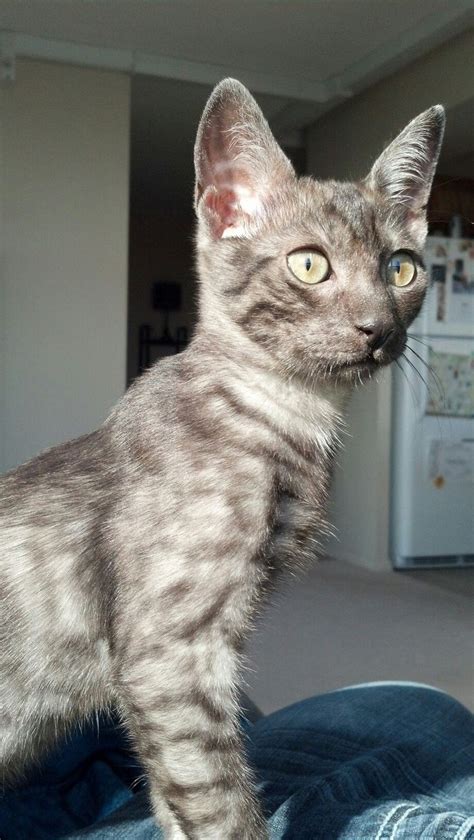 Egyptian Mau kitten 5 months | Egyptian mau, Kittens cutest, Kitten