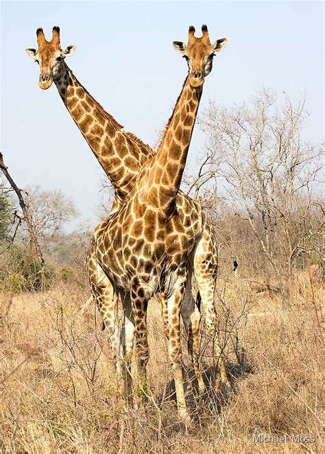 "Rare Two Headed Giraffe" by Michael Moss | Redbubble