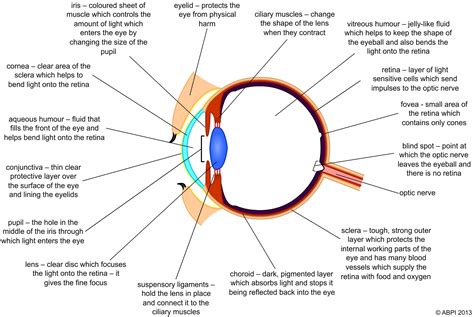 Anatomy Of The Eye Diagram And Functions Anterior Eye Anatom