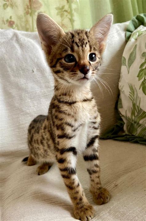 What is a F2 savannah cat? — F1 Savannah Cat Breeder