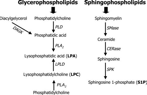 Generation of LPLs. These are classified into glycerophospholipids and ...