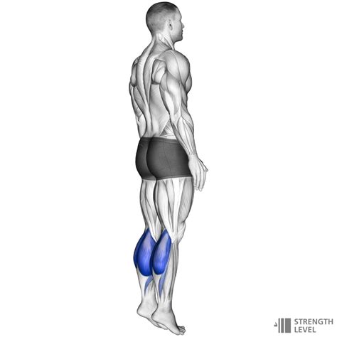 Bodyweight Calf Raise Standards for Men and Women (kg) - Strength Level