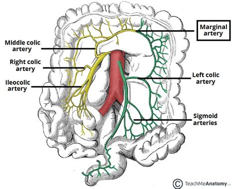 Mesenteric Lymph Node Size