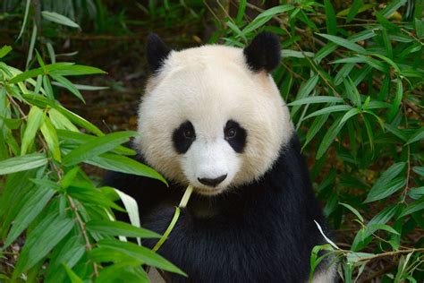 Panda eating bamboo in bushes | Giant panda, Giant panda bear, Panda bear