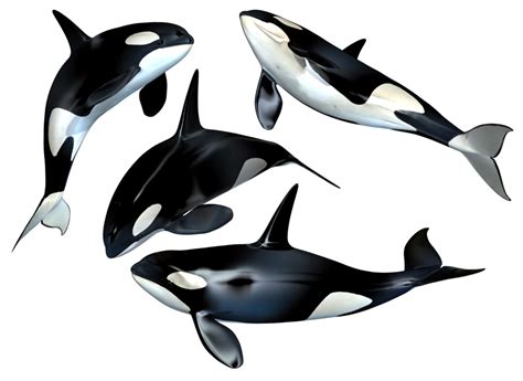 Killer Whale PNG Clipart - PNG All | PNG All