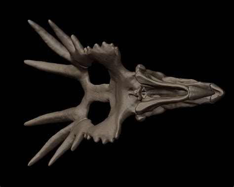 Styracosaurus Skull on Behance