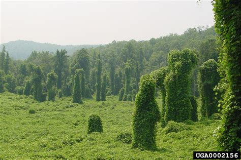 kudzu (Pueraria montana var. lobata (Willd.) Maesen & S. Almeida)