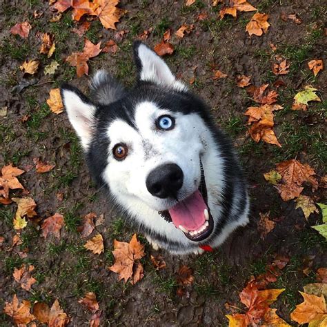 Ghim của Lyrkanea Wölfen trên Husky