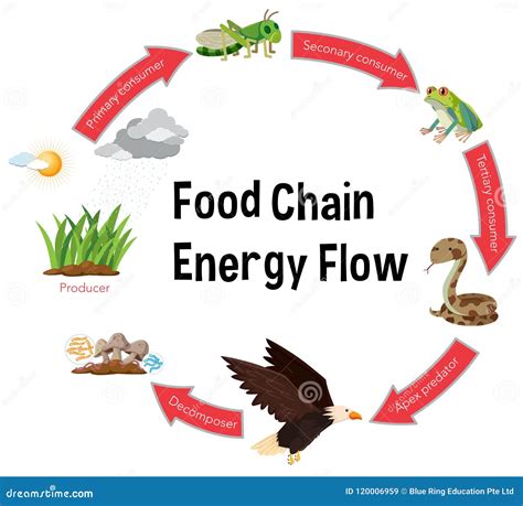 Food Chain Energy Flow Diagram Stock Vector - Illustration of rain ...