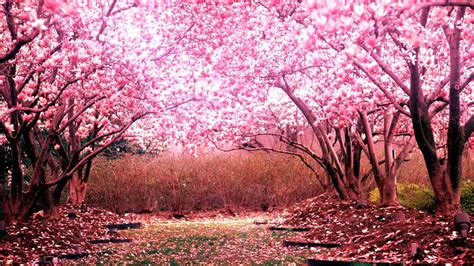 Cherry Blossom Wallpaper HD