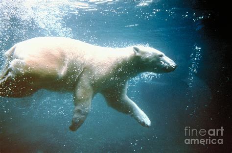 Polar Bear Swimming Photograph by Mark Newman | Fine Art America