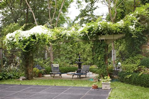 Pergola Plants Guide: Shade and Enhance Your Outdoor Space