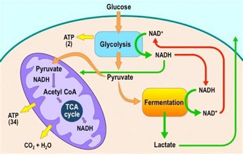 12 Difference Between Aerobic Respiration And Anaerobic Respiration ...