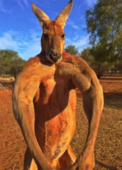 Meet Roger The Awesome Kangaroo That Looks Like A Body Builder ...