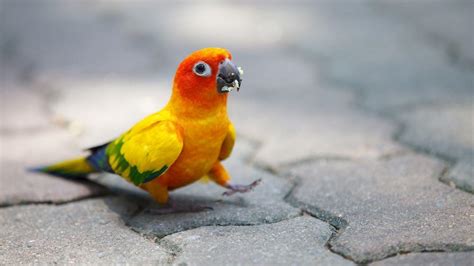 Parrot Wallpapers - Wallpaper Cave