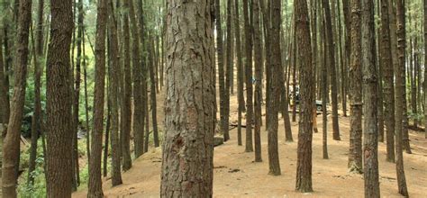 Vagamon Pine Forest | Blue Bird Travels