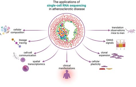 Frontiers | The Applications of Single-Cell RNA Sequencing in ...