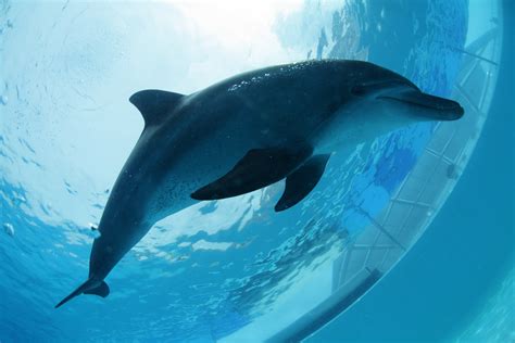 Indo Pacific Bottlenose Dolphin And Bottlenose Dolphin