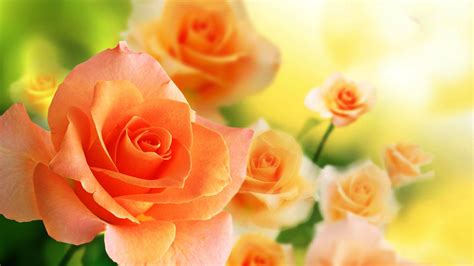 🔥 [70+] Orange Rose Wallpapers | WallpaperSafari