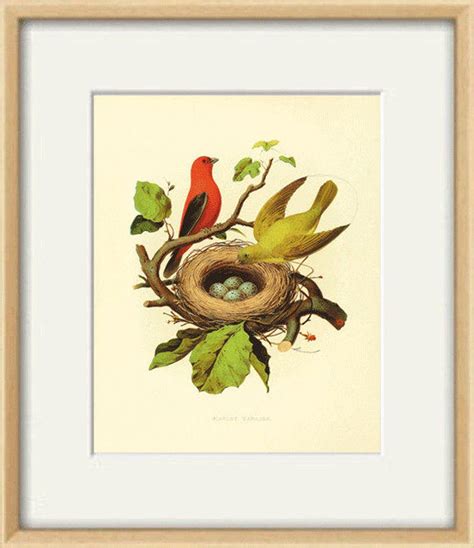 Scarlet Tanager Bird nest art antique bird art print vintage | Etsy